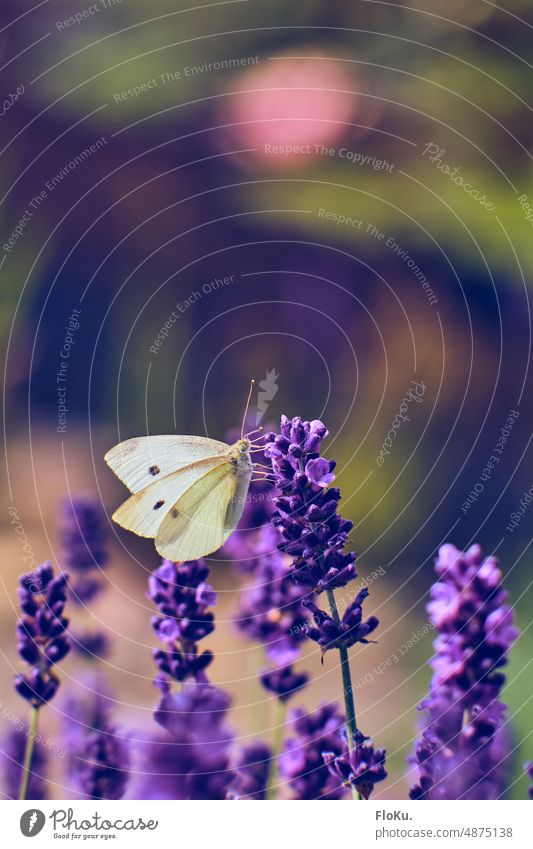Kohlweißling auf Lavendel Schmetterling Insekt Natur Sommer Tier Flügel Blume Blüte Pflanze Außenaufnahme Makroaufnahme Nahaufnahme Farbfoto Menschenleer