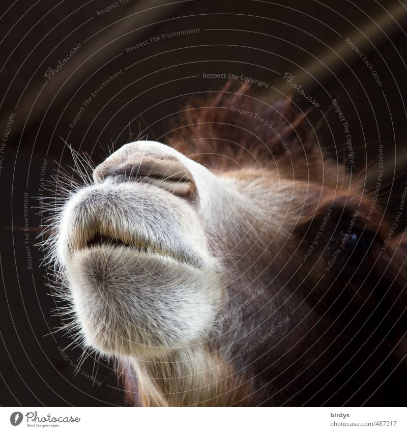 Portrait eines Dromedarkopfes Tiergesicht Kamel Nüstern 1 tierportrait Kopf Tierporträt außergewöhnlich braun grau weiß Neugier Blick Haare & Frisuren Kontrast