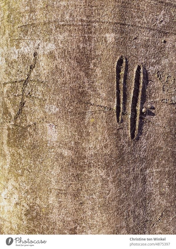 Das Leben hinterlässt Spuren / Narben in der Rinde einer Buche Baumrinde Baumstamm Strukturen & Formen Narben in einer Baumrinde Holz Natur vernarbt braun