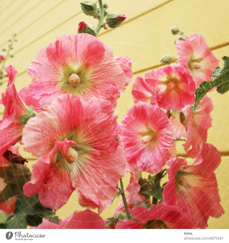 Stockrosen vor gelber Hauswand stockrose blüte pflanze hauswand Blume Sommer blühend rosa urban Stadtbegrünung wachstum üppig knospen blattgrün