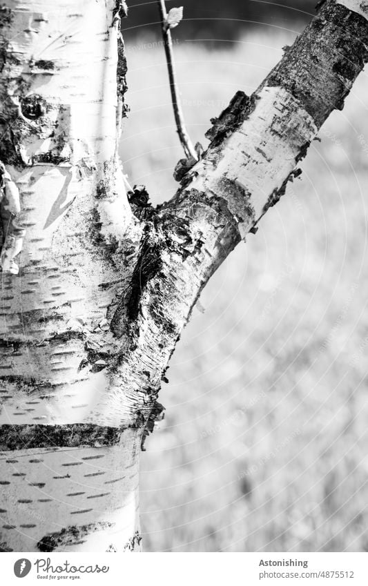 Birkenrinde Rinde weiß Schwarzweißfoto abblättern Baum Betula Betula pendula Betulaceae Kontrast Natur Wachstum wachsen hell Ast Baumstamm Pflanze Umwelt