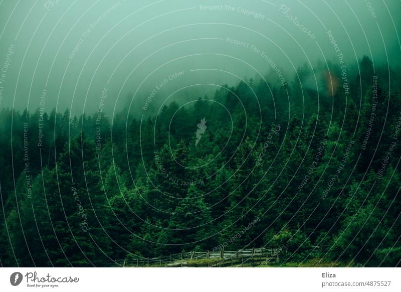 Grüner Tannenwald im Nebel Wald Nadelwald grün stimmungsvoll Hintergrund Natur Landschaft Bäume mystisch neblig Eolken wolkenverhangen geheimnisvoll
