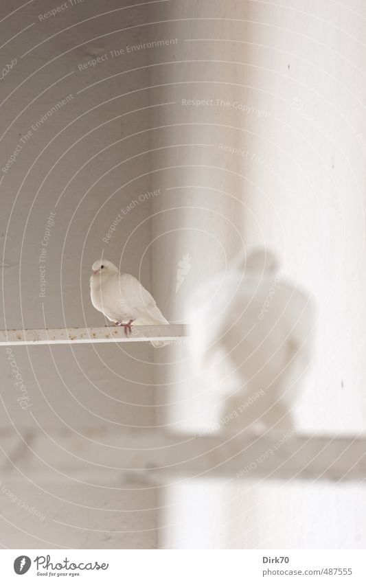 Taubenduo, Hochformat Tier Sevilla Spanien Andalusien Stadt Mauer Wand Fassade Wildtier Vogel 2 Friedenstaube Erholung hocken sitzen Freundlichkeit grau rosa