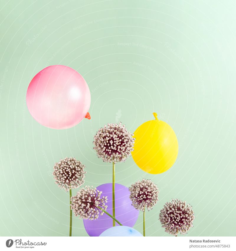 Kreative Komposition mit Allium Blumen und Party-Ballons auf grünem Hintergrund abstrakt Zeitgenosse Quadrat Ästhetik Sommer Party-Luftballons Lauch Alliumblüte