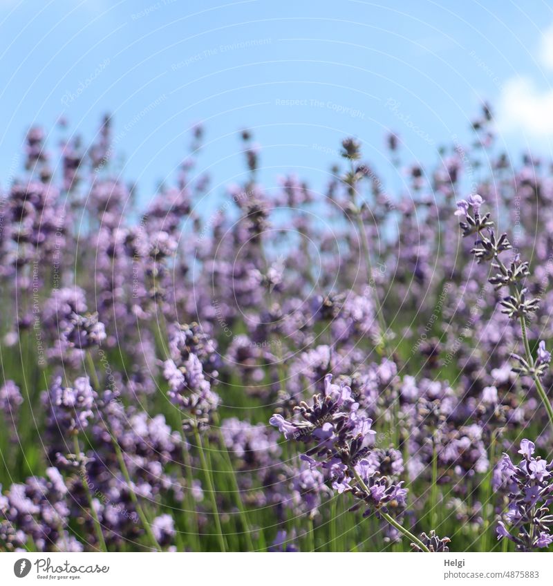blühender Lavendel vor blauem Himmel mit einem Wölkchen Blume Blüte Lavendelblüten Duft Sommer Pflanze Heilpflanzen natürlich Schwache Tiefenschärfe
