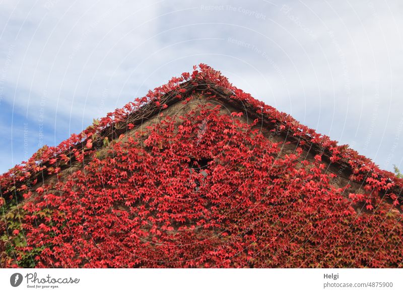 Hausgiebel bewachsen mit herbstlich gefärbtem wilden Wein Giebel Gebäude wilder Wein Herbst Herbstfärbung Pflanze Bewuchs Hausbegrünung Außenaufnahme