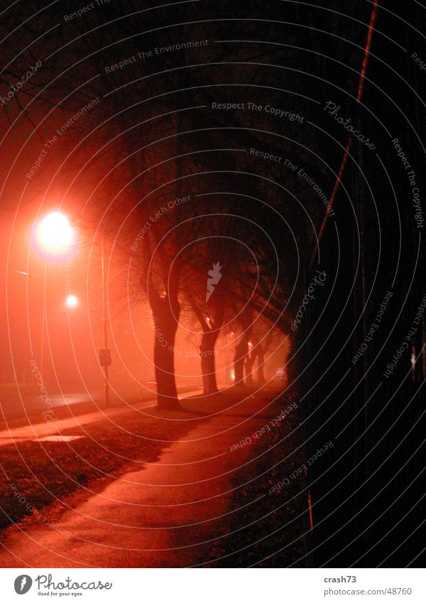 Nebel Nacht Licht Kroatien Baum Straße Abend osijek exterier