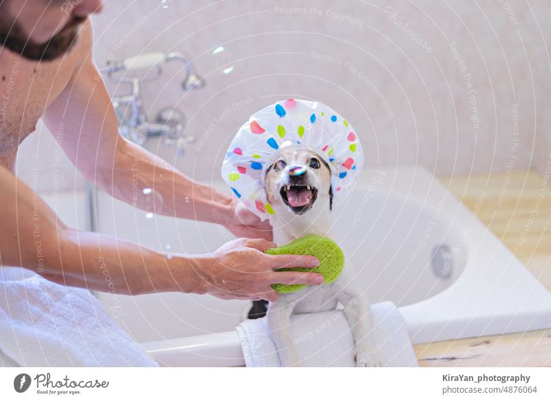 Lustiger Hund mit Duschhaube hat Spaß mit Seifenblasen im Badezimmer mit Besitzer Wäsche waschen Waschen Haut Pflege Baden Glück Blutsauger Schaumblase