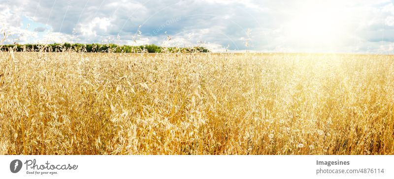Haferfeld und Himmel. Organische goldene reife Haferhalme auf einem landwirtschaftlichen Gebiet gegen Sonne und Sonnenstrahlen Halme landwirtschaftliches Feld