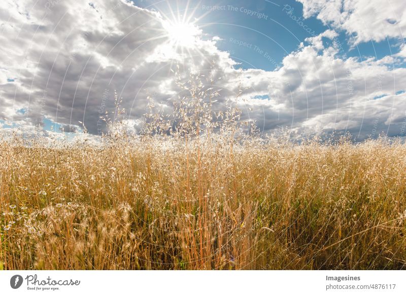 Haferfeld und Himmel. Organische goldene reife Haferhalme auf einem landwirtschaftlichen Gebiet gegen Sonne und Sonnenstrahlen Halme landwirtschaftliches Feld
