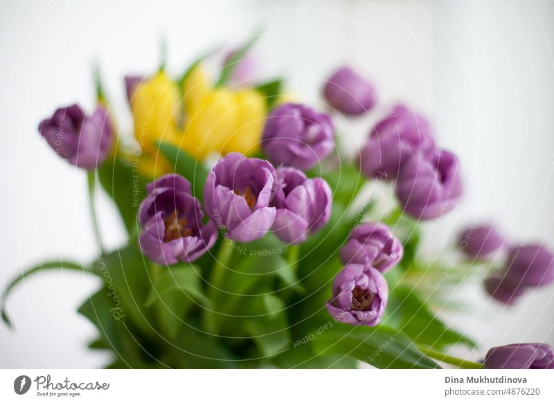 Tulpen von lila und gelben Farbe Bouquet in der Vase. Floral Frühling Blumen Tulpe Hintergrund. Blütezeit romantisch Feiertag schön Blumenstrauß Schönheit