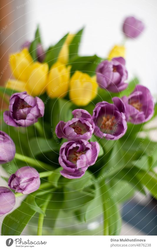 Tulpen von lila und gelben Farbe Bouquet in der Vase. Floral Frühling Blumen Tulpe Hintergrund. Blütezeit romantisch Feiertag schön Blumenstrauß Schönheit