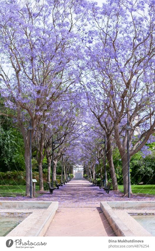 Purpurviolette Jacaranda-Bäume blühen im Park. Schöne Bäume in voller Blüte. Park mit Jacarandabäumen mit violetten Blüten. Baum Flora natürlich Saison Vektor