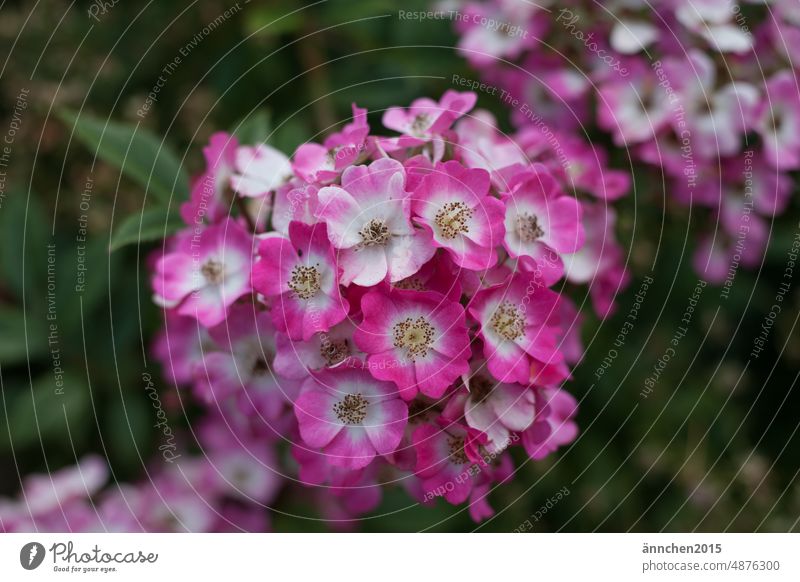 Kleine pinkfarbene Rosenblüten Sommer Park Blüte Pflanze Außenaufnahme Blume Garten Farbfoto rosa Blühend schön Natur Schwache Tiefenschärfe Duft Romantik