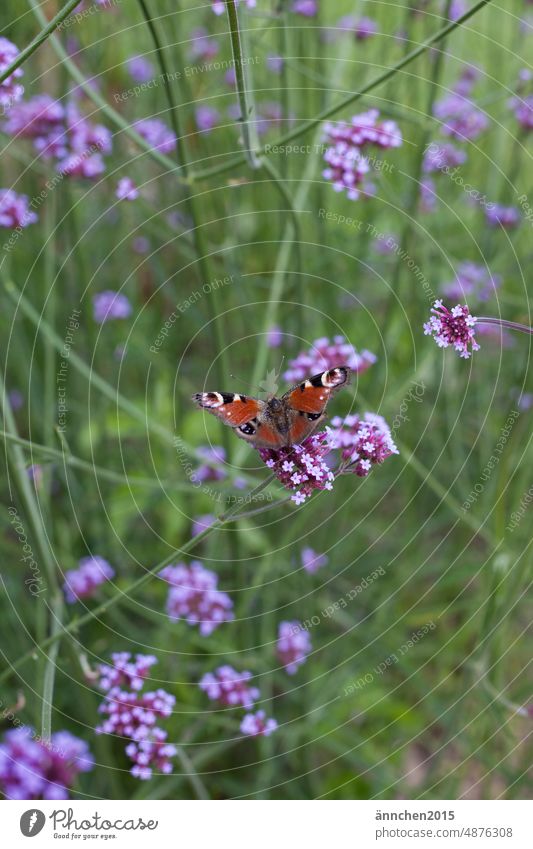 Ein Schmetterling sitzt auf einer lilafarbenen Blume schmetterling sommer Sommer Natur Insekt Makroaufnahme Pflanze Farbfoto Außenaufnahme Tier Flügel