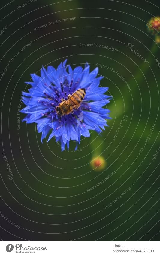 kleine Biene sitzt in Kornblume Natur Blume Pflanze blau Außenaufnahme Farbfoto Blüte Feld Blühend Sommer Umwelt natürlich Wildpflanze grün Tag Menschenleer