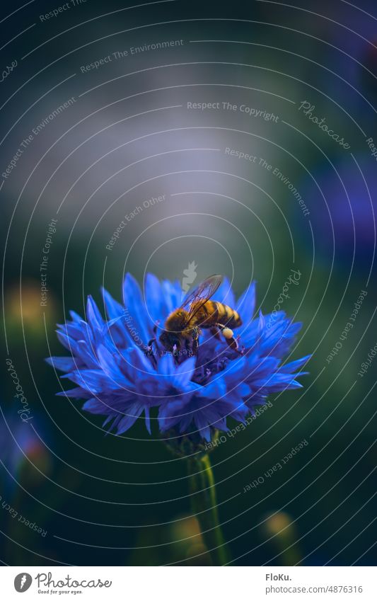 Biene sucht nach Pollen in Kornblume Natur Blume Pflanze blau Außenaufnahme Farbfoto Blüte Feld Blühend Sommer Umwelt natürlich Wildpflanze grün Tag