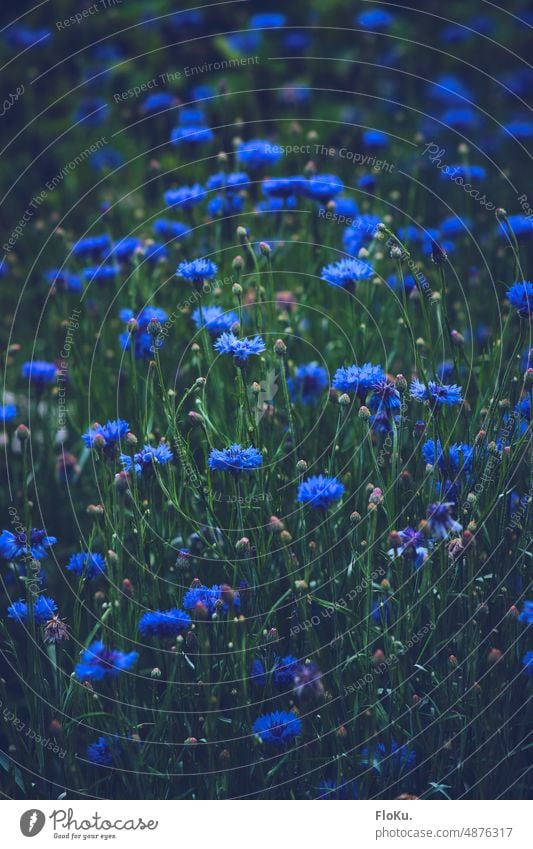 Kornblumenwiese Biene Natur Blume Pflanze blau Außenaufnahme Farbfoto Blüte Feld Blühend Sommer Umwelt natürlich Wildpflanze grün Tag Menschenleer schön