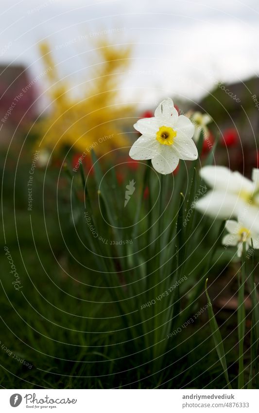 Nahaufnahme von schönen weißen und gelben Blüten von Narzissen Narzissen und roten Tulpen wächst im Garten zu Hause. Frühling Pflanzen weht durch Wind grün