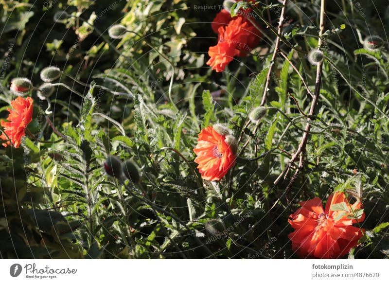Mohnblumen: Blüten und Knospen Klatschmohn Sommerblumen Blütenknospen Mohnblüte Blume Gartenmohn rot-orange Sommergarten Gartenblume Samenkapsel Blühend