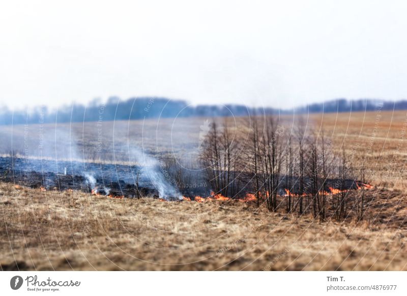 ein Feld wird in der Ukraine niedergebrannt verbrannt gelb Agrarkultur Feuer feld Frühling Nutzpflanze agrar Umwelt Pflanze Ackerbau Landschaft