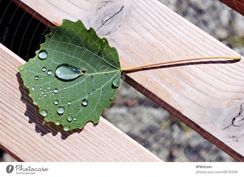 Das Blatt einer Zitterpappel, verziert von Regentropfen, liegt auf einer Bank in der Sonne Laubbaum Pappel Wasser Tropfen glitzern Licht nach dem Regen zart