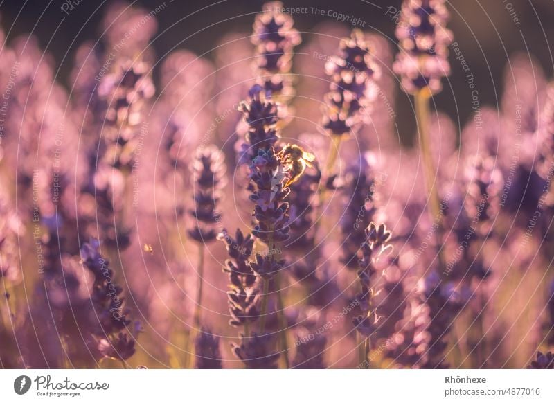 Lavendelblüten im letzten Sonnenlicht Pflanze Natur Blüte violett Farbfoto Blume Sommer Duft Blühend Außenaufnahme Heilpflanzen natürlich Schwache Tiefenschärfe