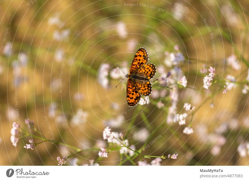 Kleiner Schmetterling Insekt Tier Natur Flügel Farbfoto Makroaufnahme Nahaufnahme Tierporträt Detailaufnahme Wildtier klein Pflanze Tag Außenaufnahme natürlich