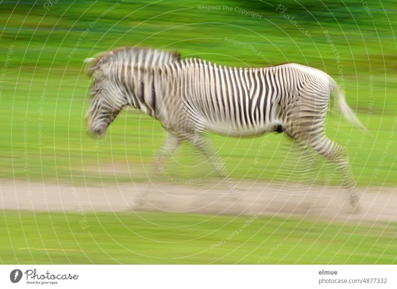 Mitzieher eines Zebras auf einer grünen Wiese / Streifenmuster Zebrastreifen schwarz-weiß Langzeitbelichtung Aufnahmetechnik unscharf Säugetier Tierwelt laufen