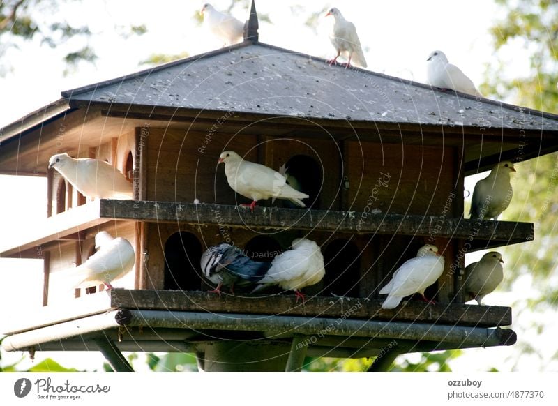 Taube in einem hölzernen Vogelhaus in einem öffentlichen Park Tier Natur Feder Taubenschlag Haus im Freien Futterhäuschen Käfig Freiheit keine Menschen