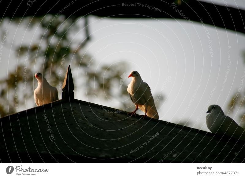 Taube auf Taubendach stehend Vogel Tier Natur Feder Taubenschlag Haus im Freien Futterhäuschen Käfig Freiheit keine Menschen Schönheit Haustier heimwärts