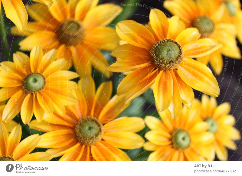 Blüten von Rudbeckia fulgida, gelber Sonnenhut sommer jahreszeit sommerfrische blüten sonnengelb blume blumenbeet garten pflanze