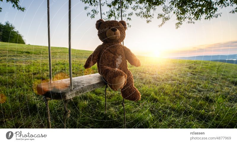 Teddybär sitzt auf einer Schaukel bei Sonnenuntergang. Thema Liebe. Konzept über Liebe und Kindheit Bär pendeln Baum Textfreiraum Sommer Eiche Baby Hintergrund