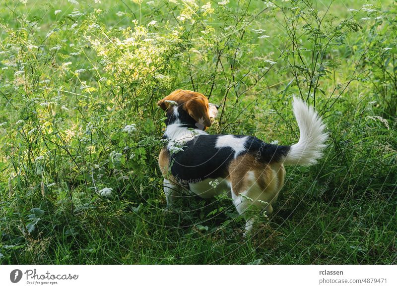 Hund Beagle beim Spaziergang auf einem Feld Welpe weiß bezaubernd Beweglichkeit Tier züchten braun Sitzen Eckzahn neugierig niedlich Süßigkeiten Hündchen