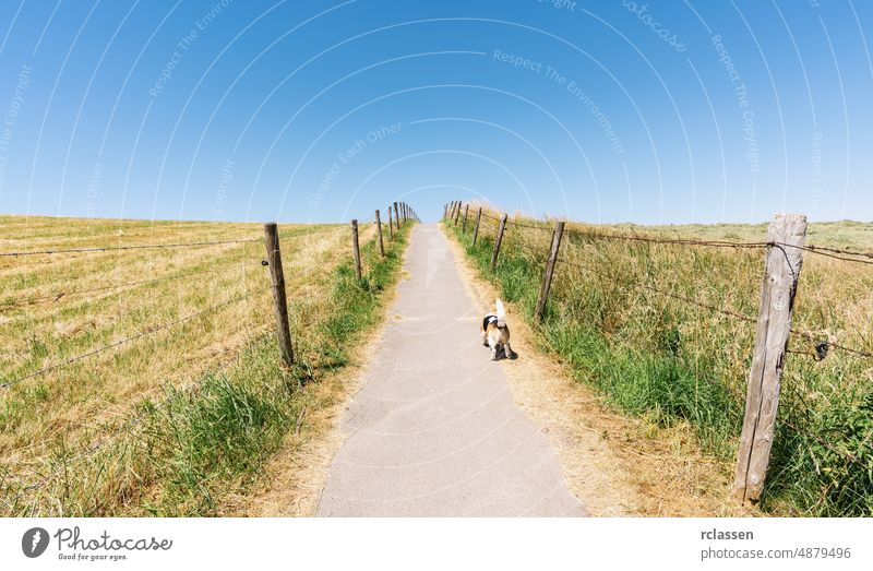 Beagle-Hunde laufen auf einem Pfad in den blauen Himmel Weg Landschaft wandern Nachlauf Reise Hintergrund Tier Straße Asphalt Sonne reisen Strahlen Hündchen