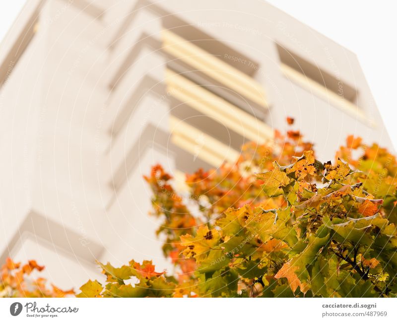 Laubverfärbung Umwelt Herbst Baum Blatt Hochhaus Freundlichkeit hoch mehrfarbig gelb gold orange Optimismus Warmherzigkeit Vorsicht Gelassenheit bescheiden