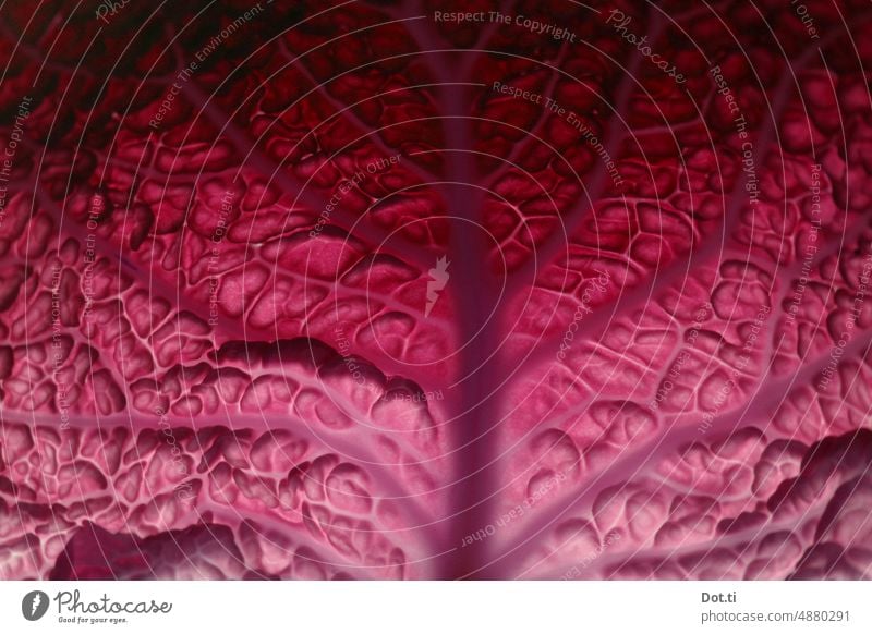 Kohlblatt blattrippen Strukturen & Formen pink eingefärbt mittelachse Gemüse
