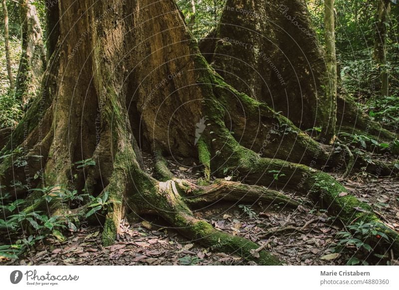 Alte Baumwurzeln breiten sich auf dem Waldboden im Cuc Phuong Nationalpark in Ninh Binh Vietnam aus. Cuc-Phuong-Nationalpark ninh binh binh Umwelt grün