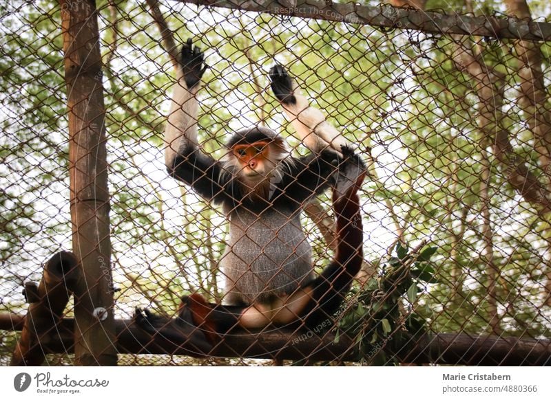 Rotschenkel-Douc oder Pygathrix nemaeus im Rettungszentrum für bedrohte Primaten in Ninh Binh, Vietnam Artenschutz ninh binh binh