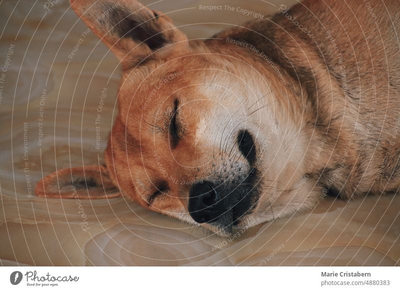Nahaufnahme eines niedlichen Shiba Inu Hundes, der friedlich auf dem Boden schläft shiba inu Haustiere Porträt Ein Tier Tierkopf fluffig Kopf charmant braun