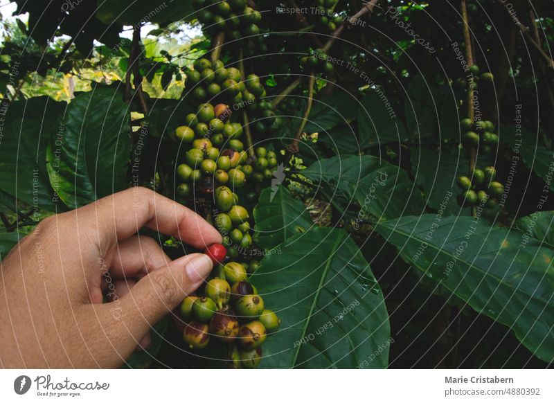 Bauernhand bei der Kontrolle von Kaffeebeeren in einem Bio-Bauernhof nachhaltiger Lebensstil Lebensunterhalt umweltfreundlich Rohkaffeebohne Landwirt organisch