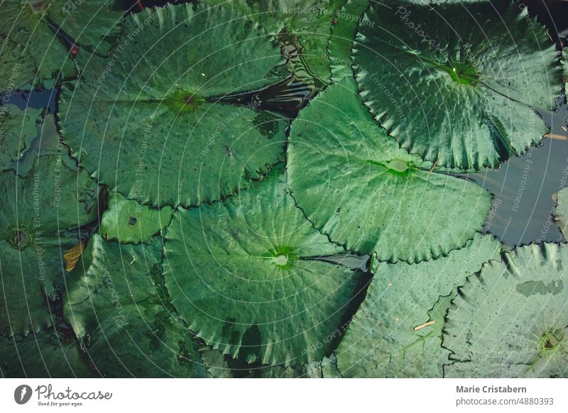 Textur und Muster von Seerosenblättern auf Wasser Hintergrund grün Lotosblume Seerose Nahaufnahme Pflanze Blatt Natur keine Menschen Teich Sommer Botanik