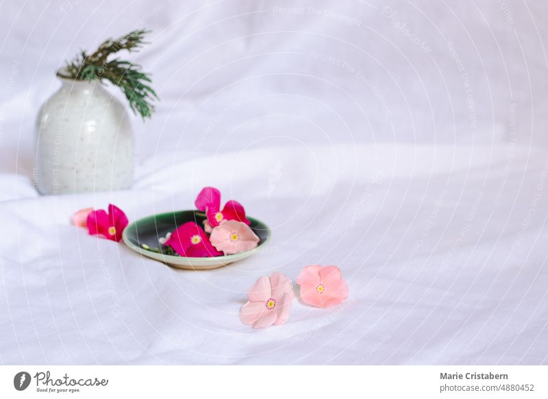 Immergrüne Blumen auf einem Keramikteller für einen frischen, frühlingshaften und sommerlichen Hintergrund frisches Design Frühlingsästhetik Sommerästhetik weiß