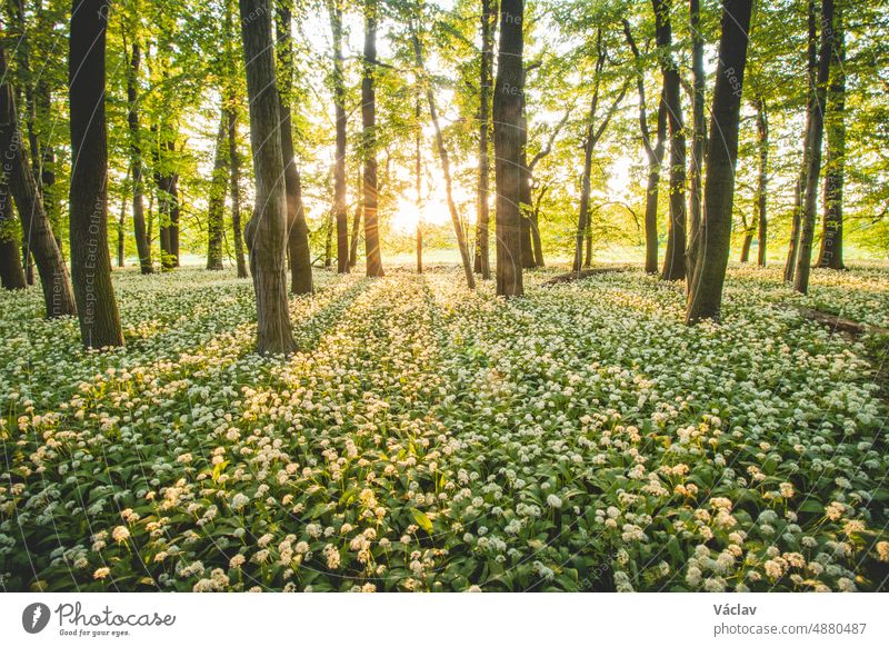 Sonnenuntergang in einem geschützten Wald mit schönem weiß wachsenden Bärlauch. Allium ursinum unter orangefarbenem Licht. Polanska niva, Ostrava, tschechische republik