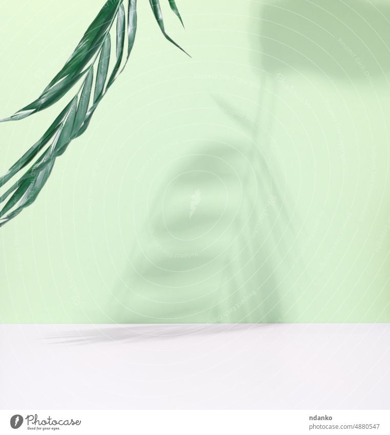 Grüne Palmenblätter mit Schatten auf grünem Hintergrund. Leere Bühne Werbung blanko weiß Ast Kosmetik Kosmetologie Würfel Design Anzeige Öko leer