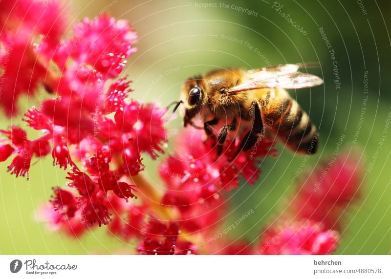 von blumen und bienchen Garten Wiese Natur Pflanze Tier Sommer Blume Blüte Wildtier Biene Tiergesicht Flügel Blühend Duft fliegen Fressen schön Nektar Pollen