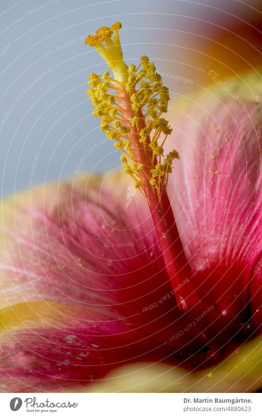 Der Straucheibisch (Hibiscus syriacus), auch Scharonrose, Syrischer Eibisch, Garteneibisch oder Festblume genannt, gehört zu den Malvengewächse (Malvaceae).