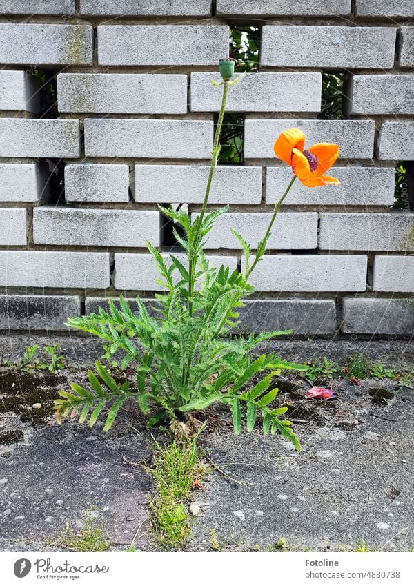 Mo(h)ntag|Auf einem Hof vor einer Ziegelmauer quetscht sich eine Mohnblume durch die Ritzen der Steinplatten. Blume rot Blüte Sommer Pflanze Mohnblüte Farbfoto