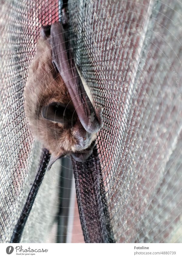 Eine kleine braune Fledermaus übernachtet notgedrungen an einem Fliegengitter Farbfoto Außenaufnahme Wildtier Tier Tag Fell Nahaufnahme Ohren Fliegenfenster