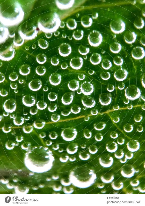 An der Unterseite eines Blattes frischer Minze in klarem Wasser sammelten sich ganz viele kleine Luftblasen. grün Getränk kalt Sommer Erfrischung Blattadern